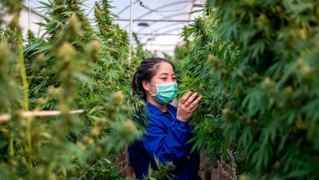 Weed, hemp or cannabis in Nantes, France