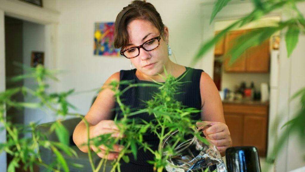 Cannabis, weed or hemp in Crete, Greece
